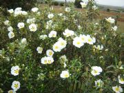 Flor de jara. Alsite, Zamora